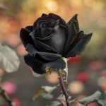 Découverte des mystères des roses noires